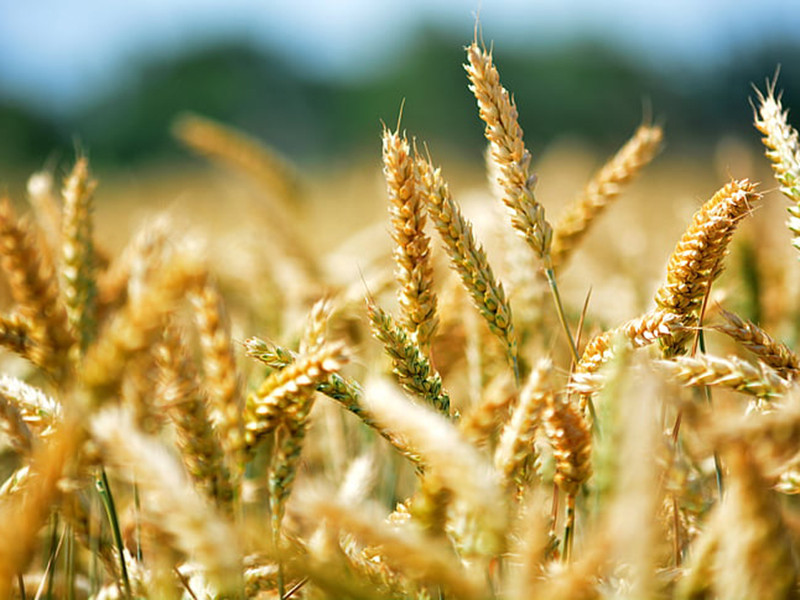 真菌毒素快速檢測(cè)儀不受外界溫濕度影響 真菌毒素快速檢測(cè)儀不受外界溫濕度影響