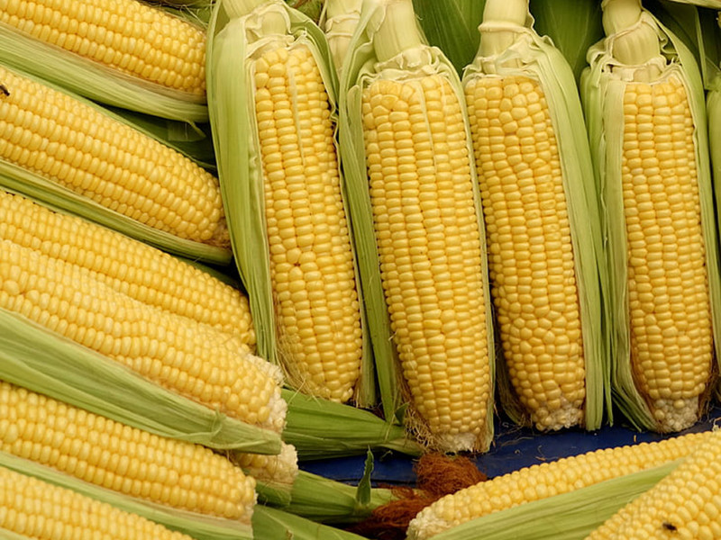 玉米赤霉烯酮的危害及檢測方法 玉米赤霉烯酮的危害及檢測方法