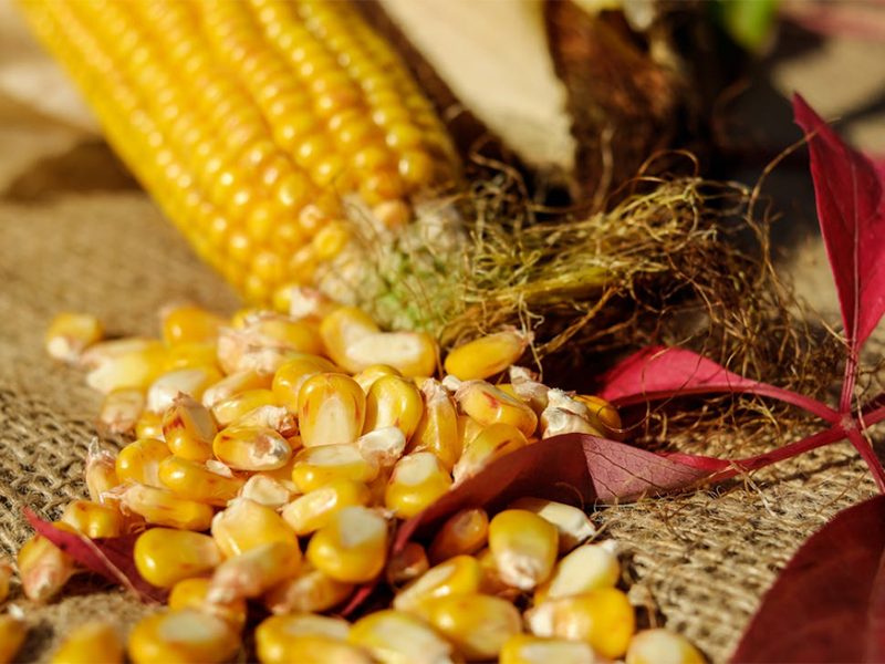 什么是嘔吐毒素（糧食嘔吐毒素的產(chǎn)生與限量要求）