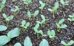 土壤肥料檢測儀在土壤研究中的應(yīng)用